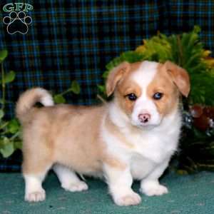 Chip, Pembroke Welsh Corgi Puppy