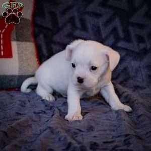 Chipper, French Bulldog Mix Puppy