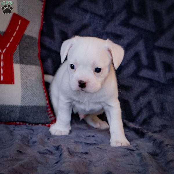 Chipper, French Bulldog Mix Puppy