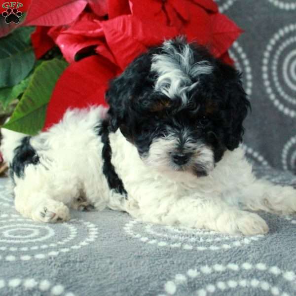 Chipper, Cavapoo Puppy