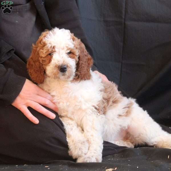 Chloe, Goldendoodle Puppy