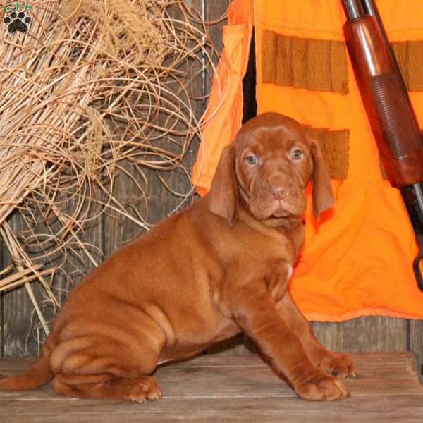 Chloe, Vizsla Puppy