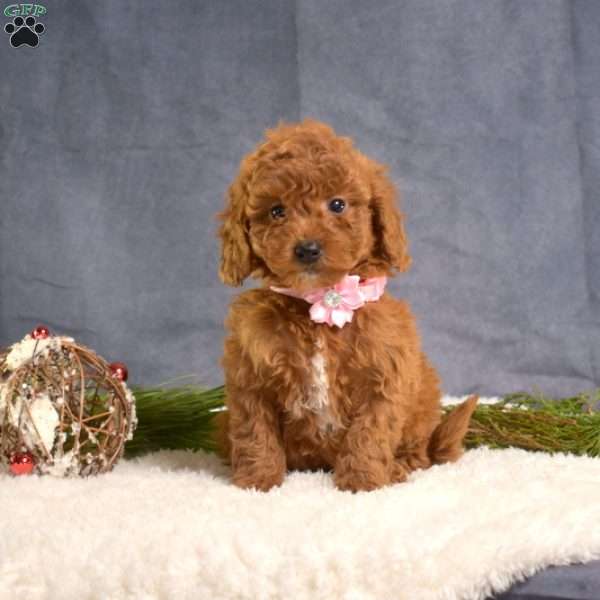 Chloe, Mini Goldendoodle Puppy