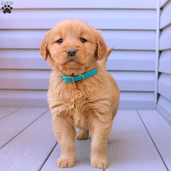 Chloe, Golden Retriever Puppy