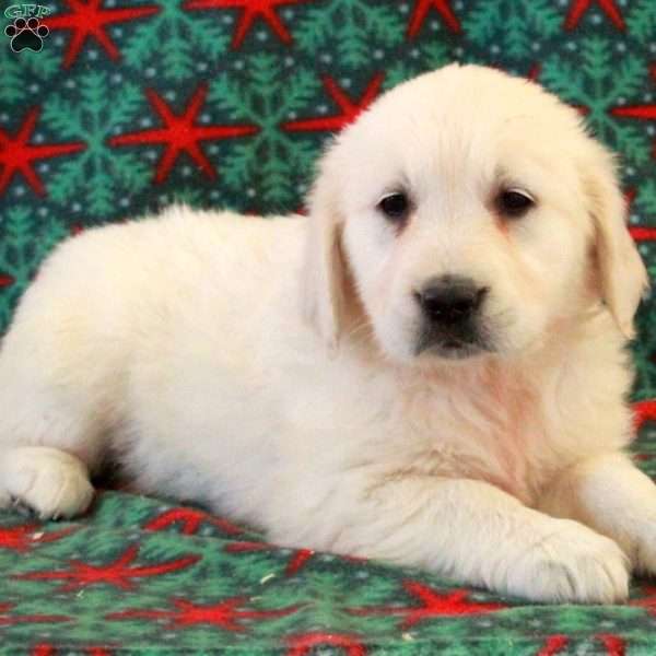 Chloe, English Cream Golden Retriever Puppy