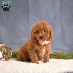 Chloe, Mini Goldendoodle Puppy