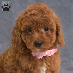 Chloe, Mini Goldendoodle Puppy