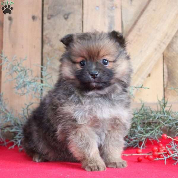 Chocolate, Pomeranian Puppy