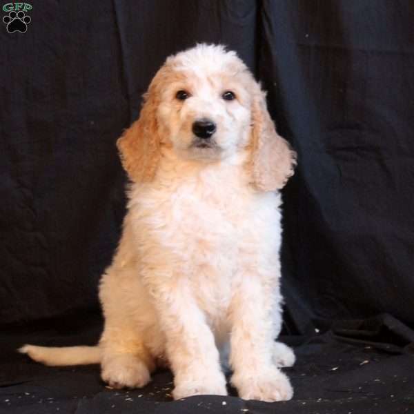 Chris, Goldendoodle Puppy