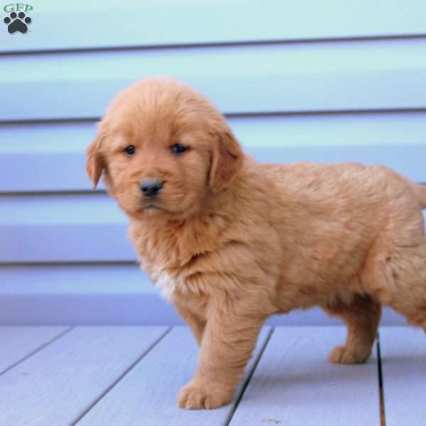 Chuck, Golden Retriever Puppy