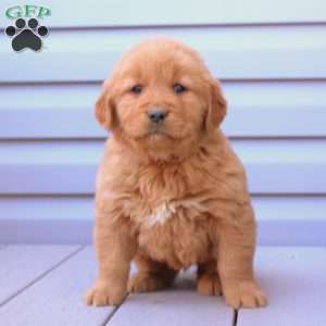 Chuck, Golden Retriever Puppy