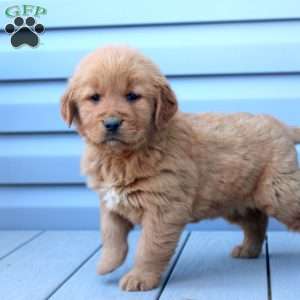 Chuck, Golden Retriever Puppy