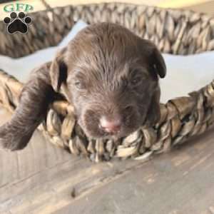 Cider, Miniature Poodle Mix Puppy