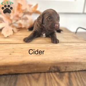 Cider, Miniature Poodle Mix Puppy