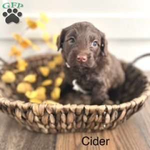 Cider, Miniature Poodle Mix Puppy