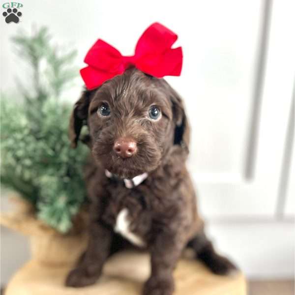 Cider, Miniature Poodle Mix Puppy