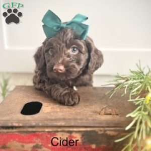 Cider, Miniature Poodle Mix Puppy