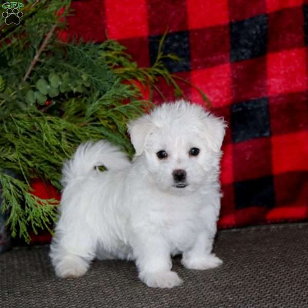 Cindy, Morkie / Yorktese Puppy