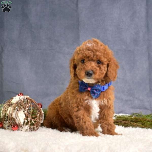 Cinnamon, Mini Goldendoodle Puppy