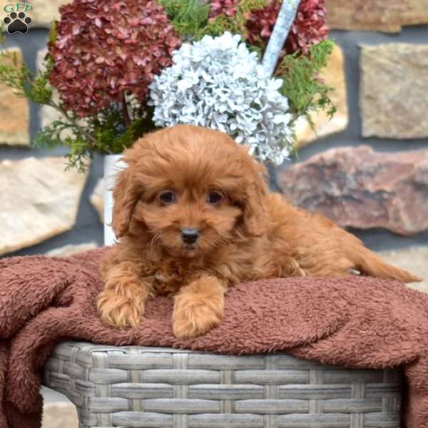 Cinnamon, Cavapoo Puppy