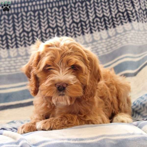 Cinnamon, Cockapoo Puppy