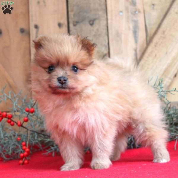 Cinnamon, Pomeranian Puppy