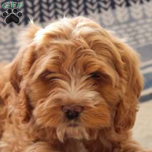 Cinnamon, Cockapoo Puppy