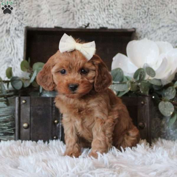 Claire, Cavapoo Puppy