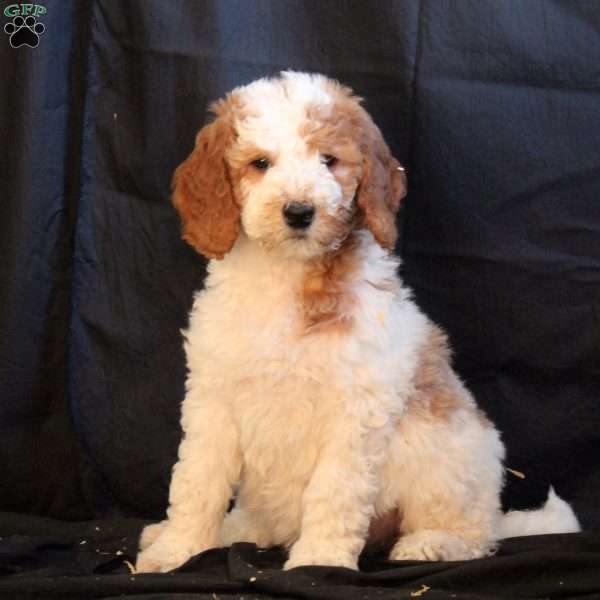 Claire, Goldendoodle Puppy