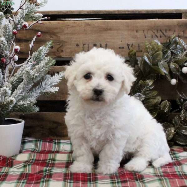 Claire, Bichon Frise Puppy