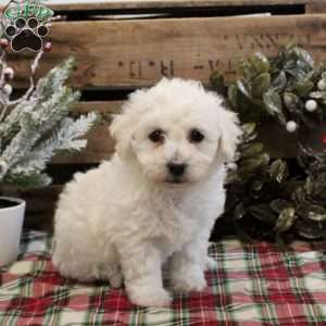 Claire, Bichon Frise Puppy