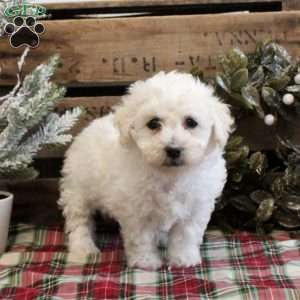 Claire, Bichon Frise Puppy