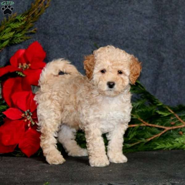 Classy, Miniature Poodle Puppy