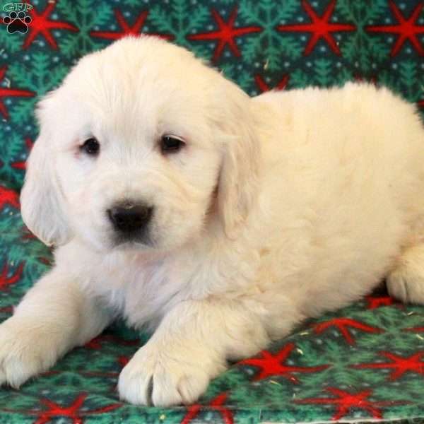 Claus, English Cream Golden Retriever Puppy