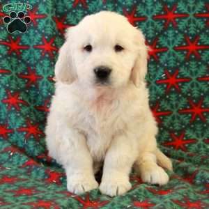 Claus, English Cream Golden Retriever Puppy