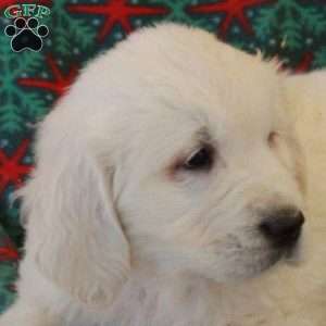 Claus, English Cream Golden Retriever Puppy