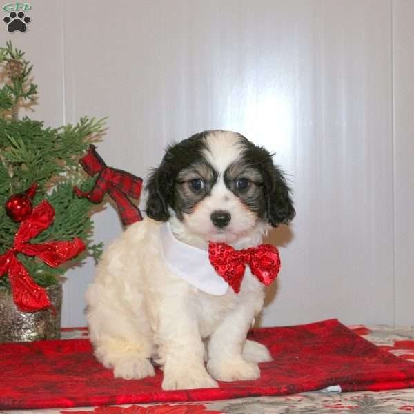 Clause, Cavachon Puppy