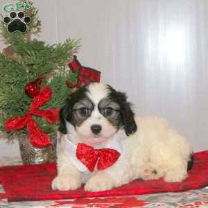 Clause, Cavachon Puppy