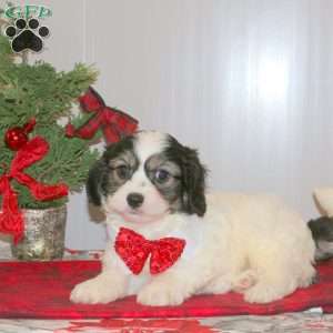 Clause, Cavachon Puppy