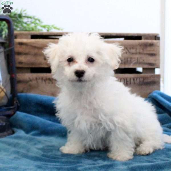 Clay, Bichon Frise Puppy