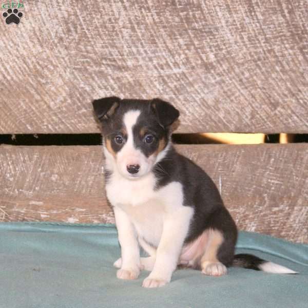 Cleo, Border Collie Mix Puppy