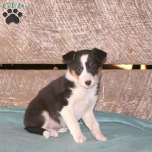 Cleo, Border Collie Mix Puppy