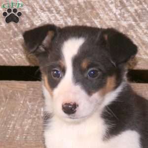 Cleo, Border Collie Mix Puppy