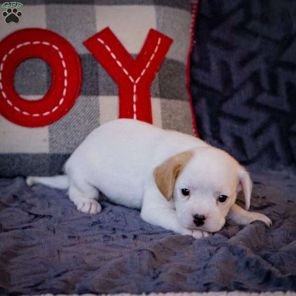 Clifford, French Bulldog Mix Puppy