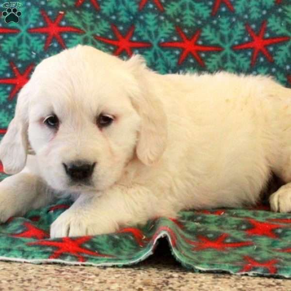 Clover, English Cream Golden Retriever Puppy