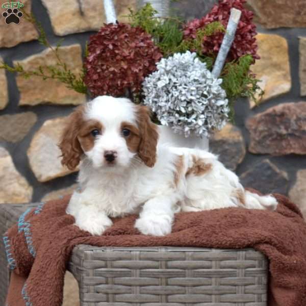 Clover, Cavapoo Puppy