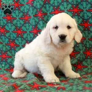 Clover, English Cream Golden Retriever Puppy