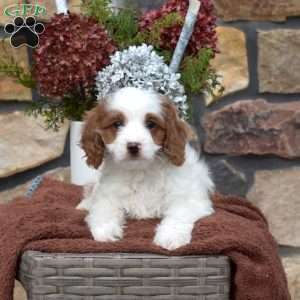 Clover, Cavapoo Puppy