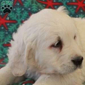 Clover, English Cream Golden Retriever Puppy