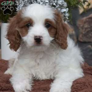 Clover, Cavapoo Puppy